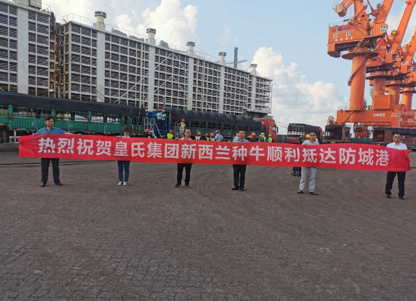 漂洋過海9000公里，優(yōu)質(zhì)新西蘭奶牛順利到港！